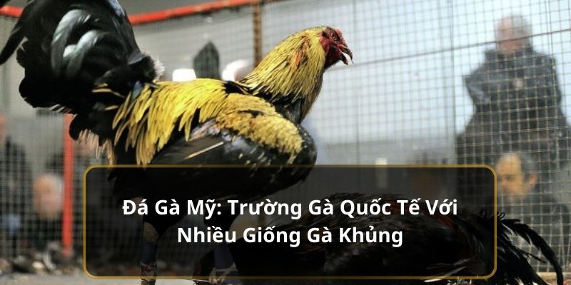 Đá Gà Mỹ